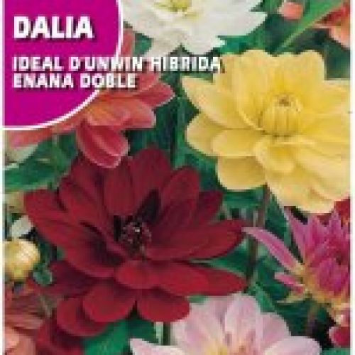 DALIA