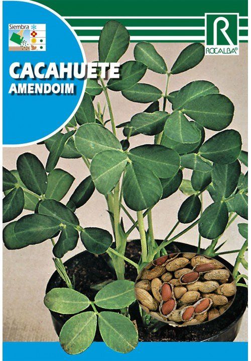 cacahuete