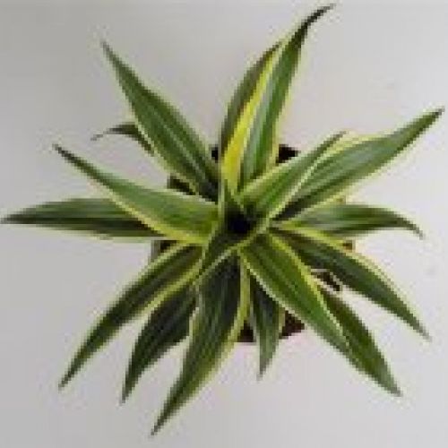 DRACENA LEMON