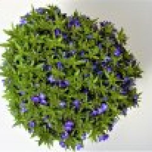 LOBELIA