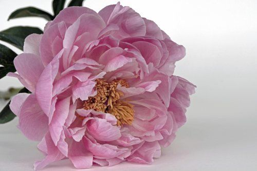 Plantas y flores. Arreglos florales en Illescas Plantas y flores. Arreglos florales en Illescas