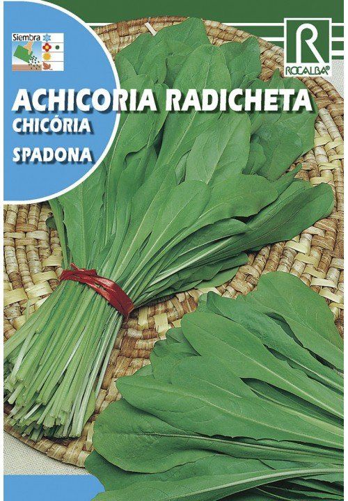 achicoria radicheta spadona