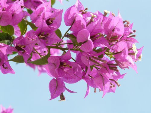 bougainvillea 64412 1920