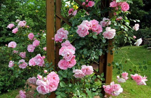 En este grupo existen diferentes tipos de tamaño y forma de flor. Unos llegan a alcanzar los 2 mts, son los que se utilizan para cubrir muros, arcos o pérgolas. Otros no llegan a alcanzar esa altura, por ello son los más adecuados para terrazas y generalmente son de flor más pequeña.