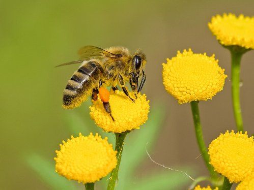 FERTILIZANTES Y FITOSANITARIOS