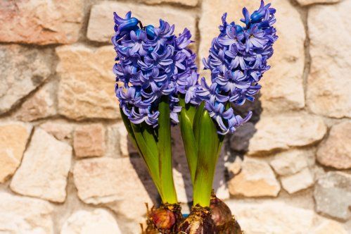 hyacinth 3195825 1920