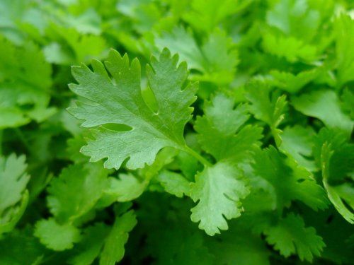 parsley 741996 960 720