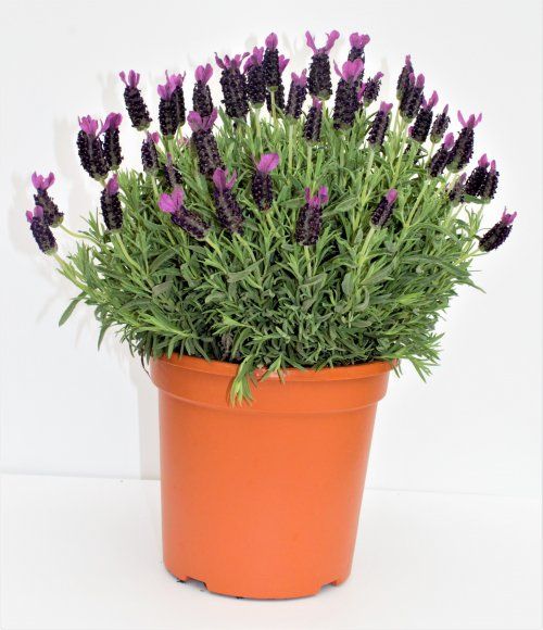 LAVANDA stoechas