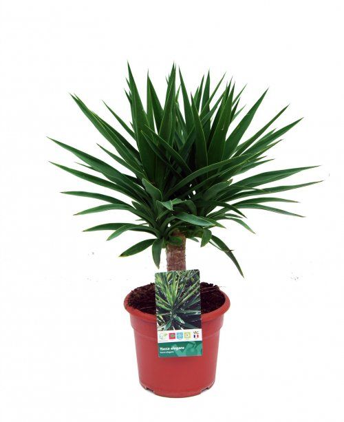 YUCCA ELEGANS 5L