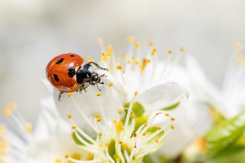 ladybug 4125852 1920