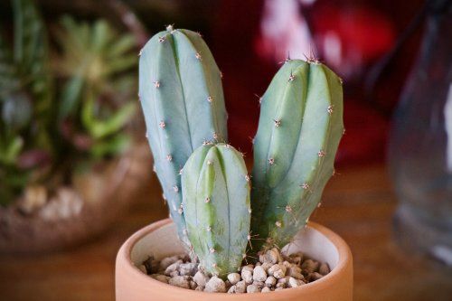 Los cactus conforman uno de los grupos botánicos más interesantes, han desarrollado asombrosas adaptaciones a la escasez de humedad que los hacen únicos