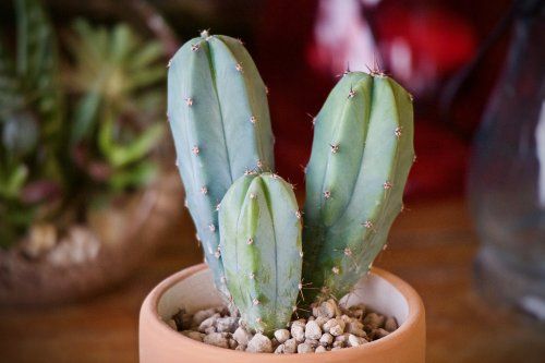 Los cactus conforman uno de los grupos botánicos más interesantes, han desarrollado asombrosas adaptaciones a la escasez de humedad que los hacen únicos. Su extraordinaria variedad de formas, tamaños, colores y floraciones dotan a estas plantas de un gran valor estético.