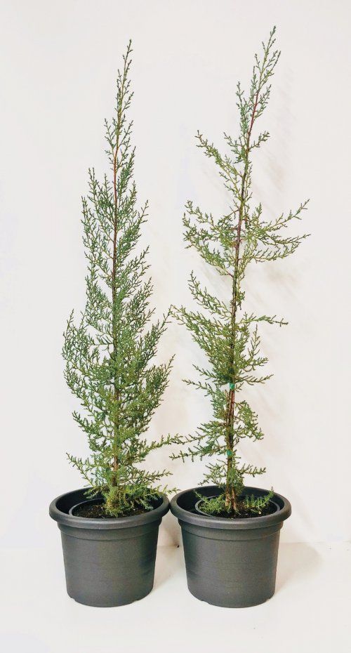 CUPRESSUS ARIZONICA