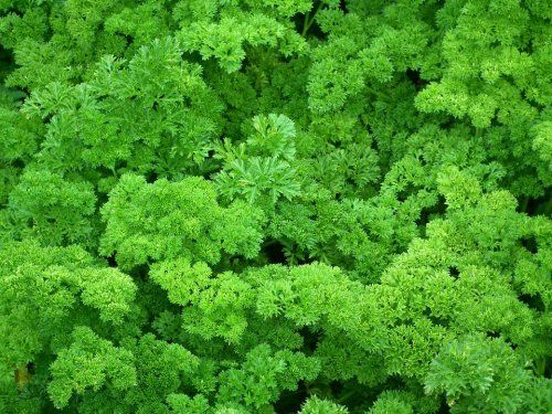 parsley 261040 960 720