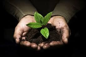 El buen desarrollo de una planta empieza desde abajo, tenemos las mejores tierras para que tus plantas luzcan fuertes y sanas