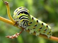 Una amplia gama para combatir cualquier plaga.