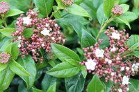 Contamos con una gran selección de arbustos que son actos para todas las estaciones climáticas, aportandonos, en su mayoría cambios significativos en cada una de ellas, ya sea por su floración, color o caducidad de sus hojas
