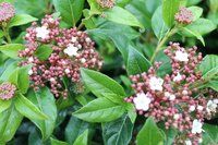 Contamos con una gran selección de arbustos que son actos para todas las estaciones climáticas, aportandonos, en su mayoría cambios significativos en cada una de ellas, ya sea por su floración, color o caducidad de sus hojas. Existe tanta variedad en tamaño, color y formas que siempre encontrarás el apropiado para decorar tu jardín o terraza.