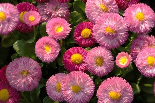 bellis