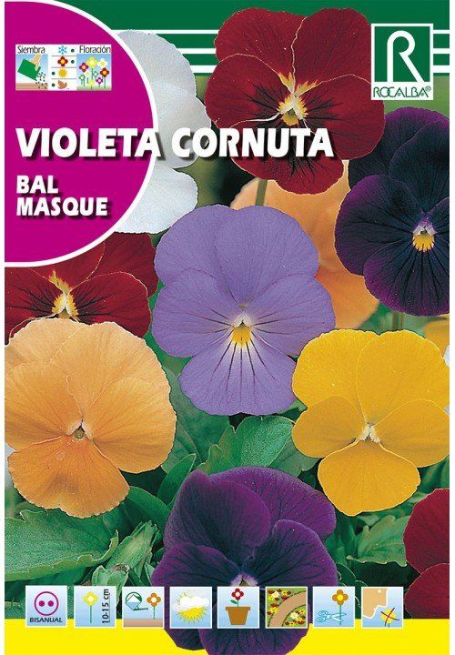 violeta cornuta