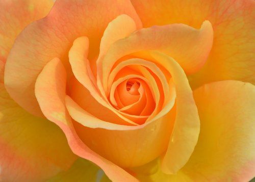 En nuestro centro de jardinería podrá encontrar una amplia gama de rosales, procedentes de un vivero valenciano el cual posee el premio a la mejor rosa de España