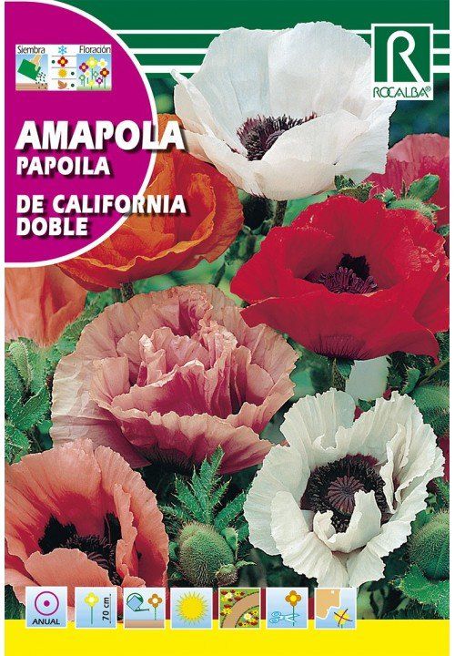 amapola