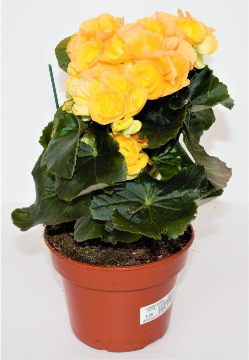 BEGONIA