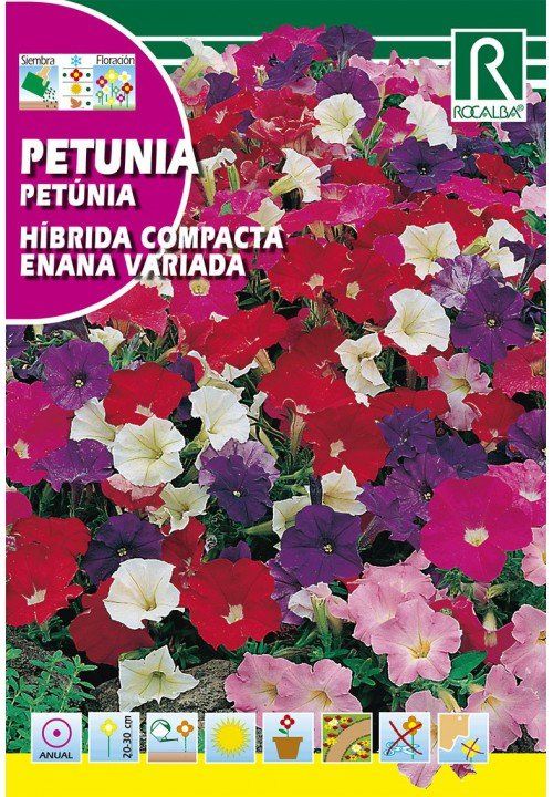petunia (2)