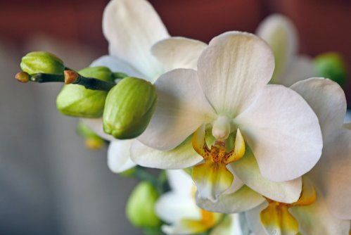 orchid-4011782_960_720.jpg