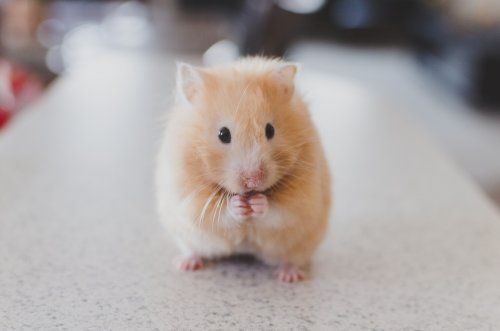 hamster 690108 1920