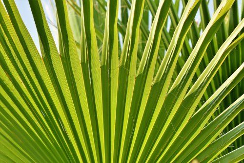 Se puede considerar a las palmaceas como plantas de un clima cálido, nos obstante hay especies que se adaptan a este clima con facilidad, eso sí, recomendamos que su plantación se realice a partir de primavera y en alguno de los casos es conveniente proteger contra las heladas, o bien, ubicarlas en sitios protegidos