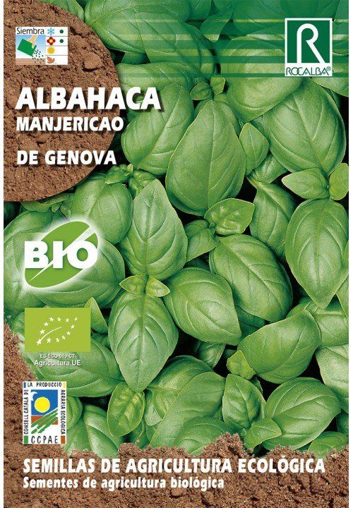 albahaca