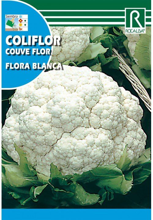 coliflor flora blanca