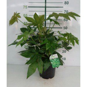 fatsia japonica 5l