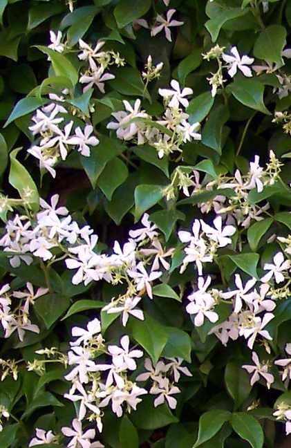 TRACHELOSPERMUM JASMINOIDES