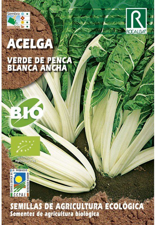 acelga