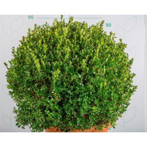 buxus microphylla faulkner 30l deco 5060 dp 5060 5  1