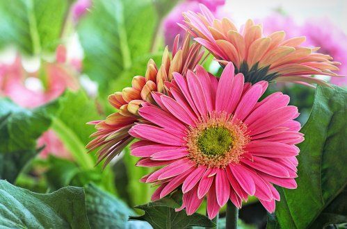 Asociamos "un jardín bonito y colorido"  a la primavera y el verano, pero desde Illescas Graden os decimos: AL MAL TIEMPO, BUENAS PLANTAS