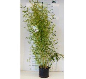 phyllostachys aurea 15l 6 10 200 250 1