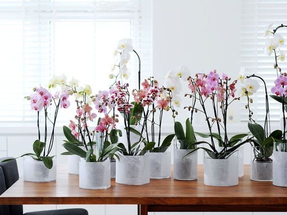 Oculto promesa juicio Cómo cuidar las orquídeas
